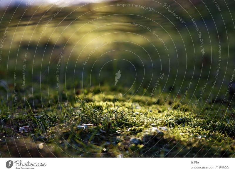 Licht in Sicht Umwelt Natur Landschaft Tier Pflanze Gras Moos Park Wiese leuchten Wachstum hell natürlich gelb grün Zufriedenheit Farbfoto Gedeckte Farben