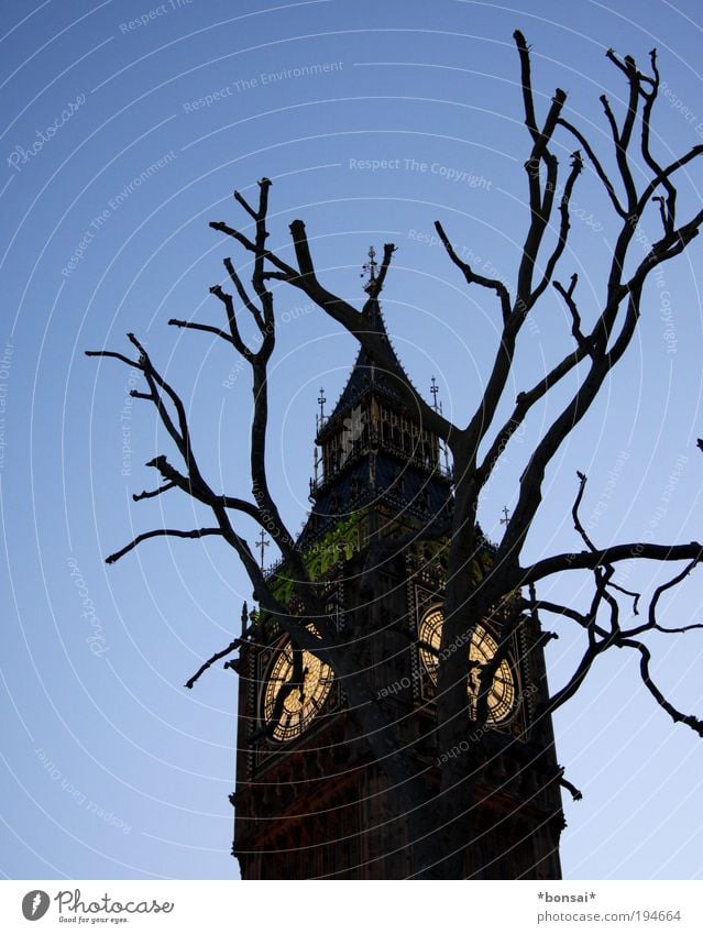 dickes B! Tourismus Sightseeing Städtereise Kultur Wolkenloser Himmel Baum London Hauptstadt Kirche Turm Architektur Sehenswürdigkeit Wahrzeichen Big Ben alt