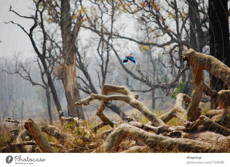 Kingfisher Ferien & Urlaub & Reisen Ferne Freiheit Safari Sommer Sonne Umwelt Natur Landschaft Tier Luft Erde Baum Wald Vogel 1 fliegen exotisch frei