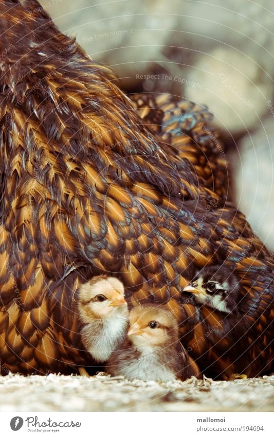 Zuhause Haustier Nutztier Haushuhn Küken Tiergruppe Tierjunges Zusammensein kuschlig niedlich Wärme weich braun Zufriedenheit Vertrauen Sicherheit Schutz