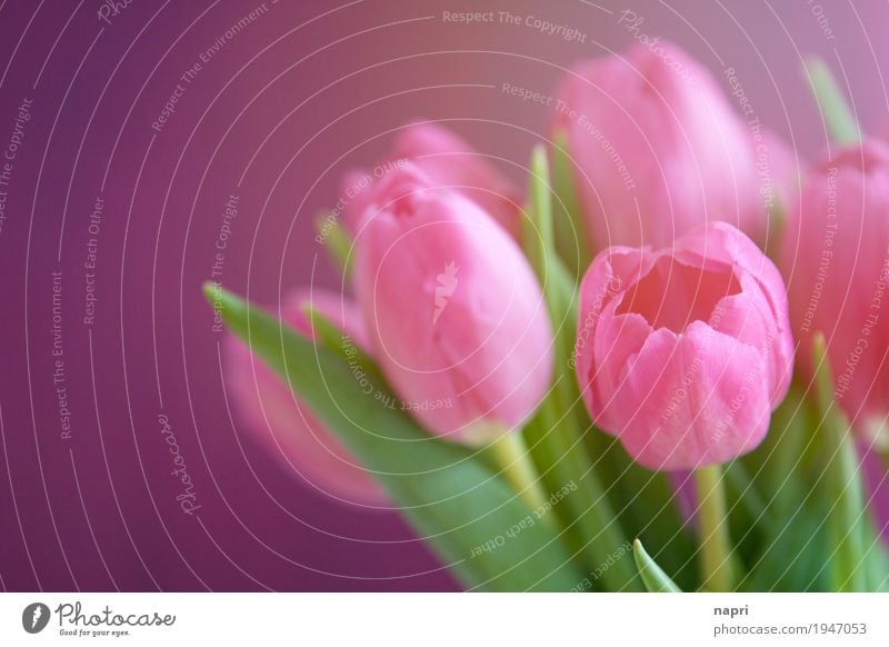 PINKe Zeiten Blume Tulpe grün violett rosa Farbe Frühling Blumenstrauß mehrfarbig Sonnenlicht frisch leuchtende Farben Gruß Farbfoto Innenaufnahme Menschenleer