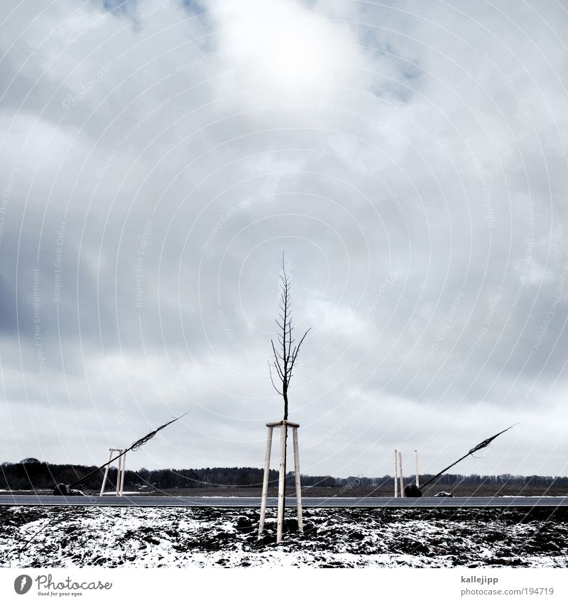 kreuzung Erde Wolken Horizont Winter Eis Frost Schnee Pflanze Baum Verkehr Verkehrswege Personenverkehr Öffentlicher Personennahverkehr Güterverkehr & Logistik