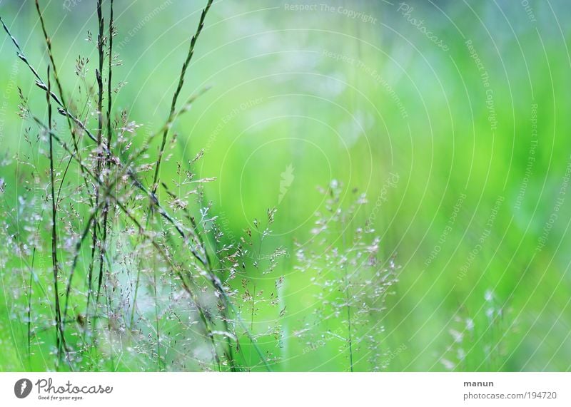 Lichtung Gesundheit Wohlgefühl Sinnesorgane ruhig Gartenarbeit Gärtner Natur Frühling Sommer Schönes Wetter Pflanze Gras Sträucher Wildpflanze Park Wiese