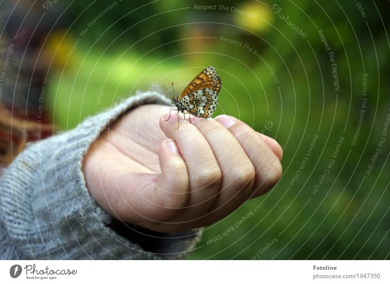 Kleiner Besucher Mensch feminin Kind Mädchen Kindheit Haut Hand Finger 1 Umwelt Natur Tier Sommer Garten Schmetterling Flügel frei hell klein nah natürlich