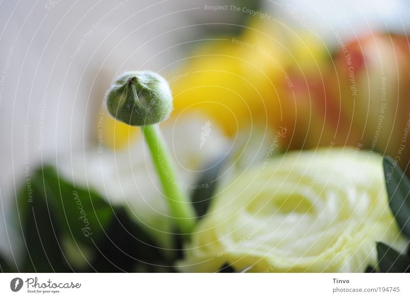 Frühlingsanfang Blume Blatt Blüte Frühlingsgefühle Vorfreude Optimismus Kraft Sympathie Verliebtheit Neugier Hoffnung Blütenknospen Blumenstrauß Blumengruß