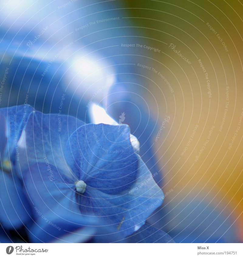 Hortensie II Natur Frühling Sommer Pflanze Blume Blatt Blüte Park Wiese Blühend Duft exotisch Farbe Hortensienblüte Dekoration & Verzierung Blütenblatt