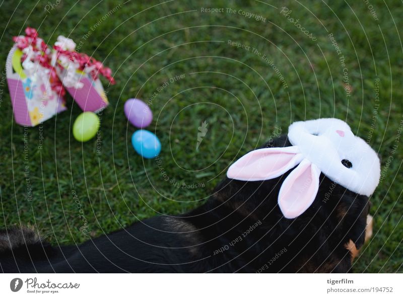 Hund, der sich dem Spaß an Ostern anschließt. Ei Farbe mehrfarbig Gras Rasen Feste & Feiern Feiertag Feier; " "Partygeschenke"". Geschenk Maske Ohr schwarz