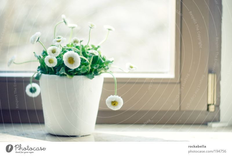 Gänseblümchen Lifestyle Gesundheit Leben harmonisch Wohlgefühl Zufriedenheit Sinnesorgane Erholung ruhig Schönes Wetter Pflanze Blume Gras Blatt Blüte Duft