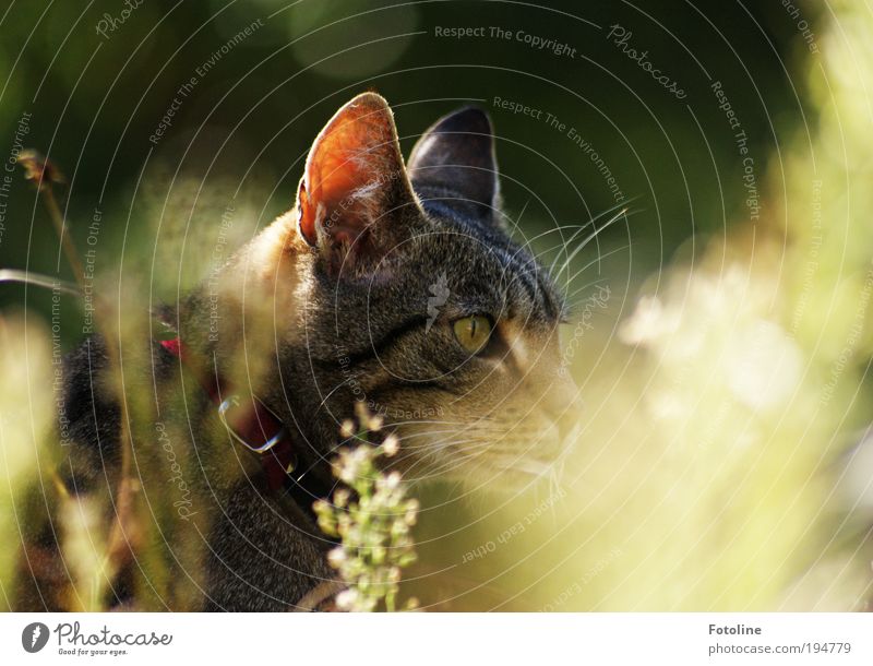 Auf der Jagd Umwelt Natur Pflanze Tier Sommer Klima Wetter Schönes Wetter Wärme Gras Garten Park Wiese Haustier Katze Tiergesicht Fell 1 heiß hell Neugier schön