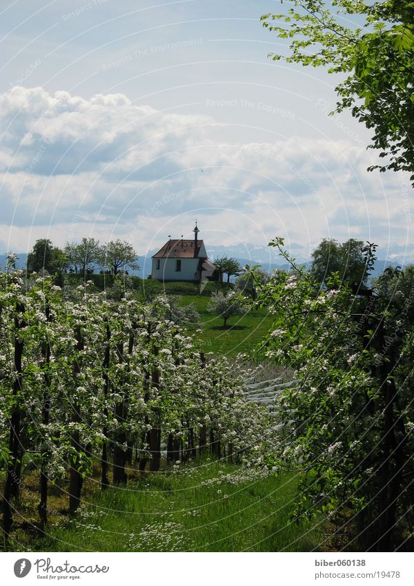 Frühling Berge u. Gebirge Bodensee Kressbronn Baumblüte Kirchlein