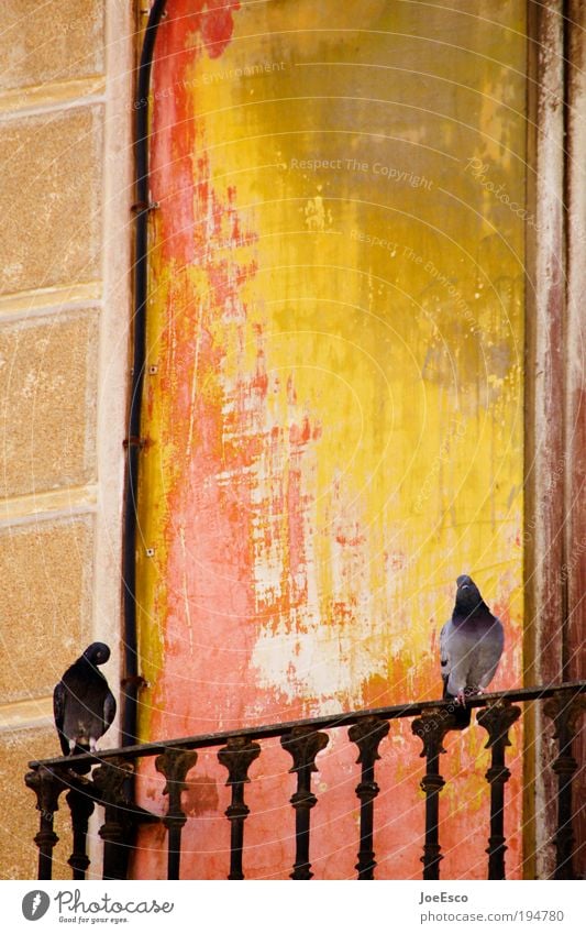 valencia morning Ferien & Urlaub & Reisen Tourismus Freiheit Sightseeing Städtereise Sommer Sonnenlicht Tier Vogel 2 Kommunizieren schön Wärme gelb rot