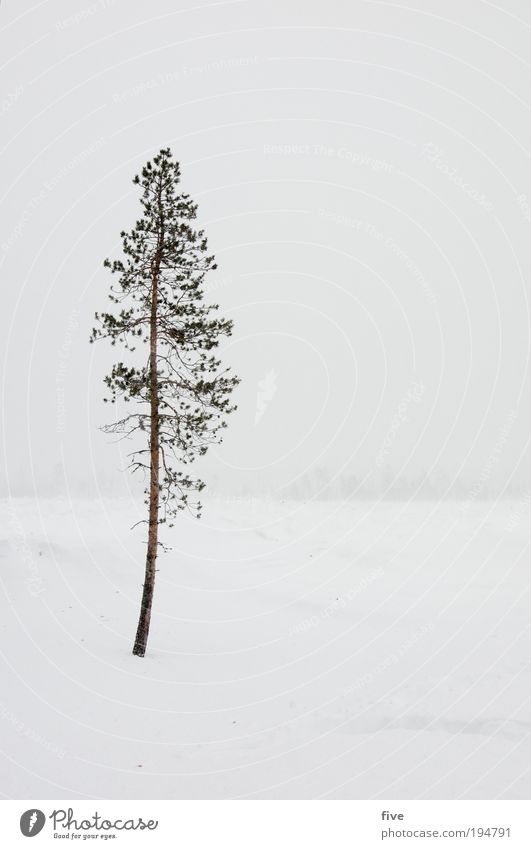 allein Ferien & Urlaub & Reisen Ferne Freiheit Winter Schnee Winterurlaub Umwelt Natur Landschaft schlechtes Wetter Sturm Nebel Pflanze Baum frieren dünn