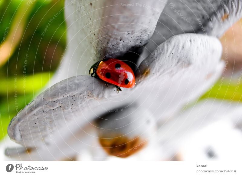 Reingelegt Umwelt Natur Tier Frühling Schönes Wetter Blume Blüte Wildtier Marienkäfer Ladybird Insekt 1 Metall sitzen rot 3 Punkte Gartenzaun Skulptur Rost