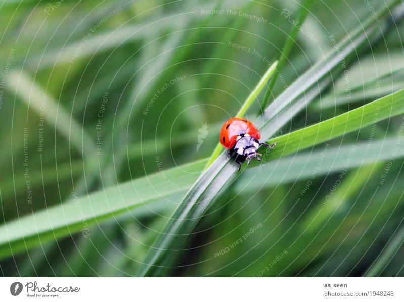 Hallo Frühling harmonisch Ausflug wandern Garten Muttertag Geburtstag Umwelt Natur Sommer Klima Pflanze Gras Halm Wiese Tier Wildtier Käfer Tiergesicht Insekt 1