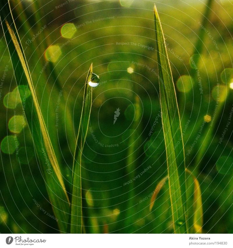 Morgentau Natur Wassertropfen Sonnenaufgang Sonnenuntergang Frühling Gras Wiese Flussufer Tropfen entdecken glänzend leuchten Blick Wachstum ästhetisch nass