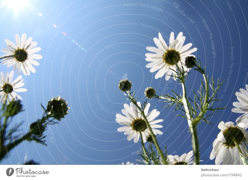 summertime Sommer Sonne Umwelt Natur Pflanze Tier Wolkenloser Himmel Klimawandel Schönes Wetter Blume Gras Wiese Feld Blühend Duft blau Freude Fröhlichkeit