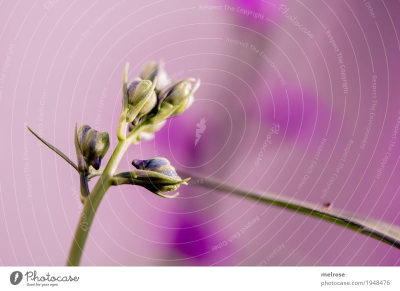 Blütenrausch Natur Frühling Schönes Wetter Pflanze Blume Gras Blatt Wildpflanze Blütenknospen Pflanzenteile Garten Farbenspiel Farbstoff Fleck Punkt Perspektive