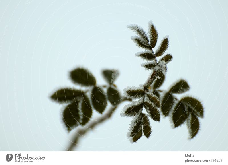 Randvoll Umwelt Natur Pflanze Winter Klima Eis Frost Blume Rose Blatt kalt natürlich trist grau grün Farbfoto Gedeckte Farben Außenaufnahme Menschenleer