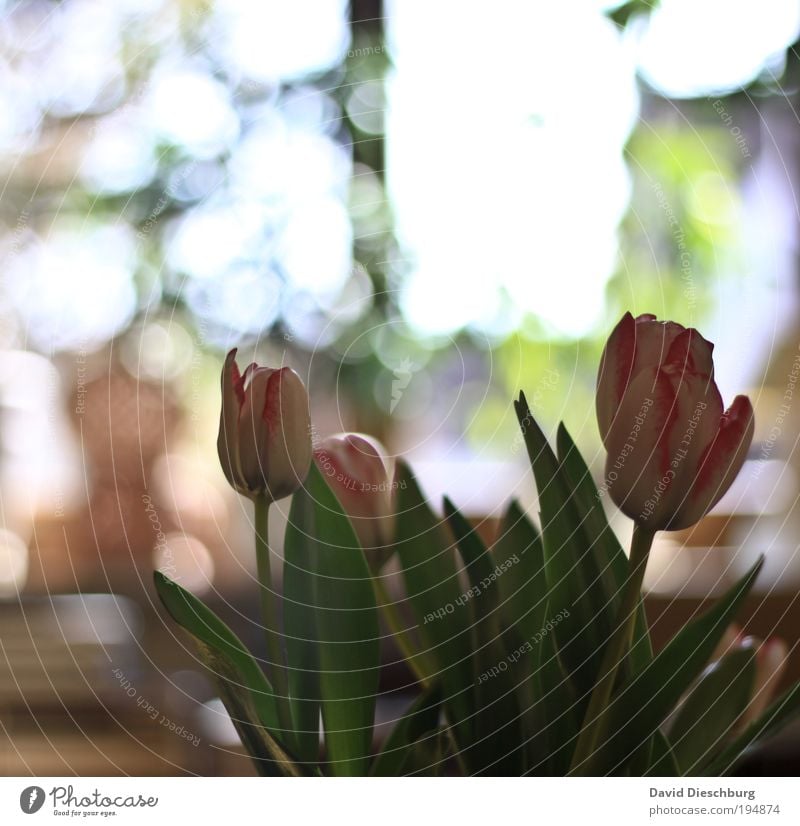 Light build your picture II schön Dekoration & Verzierung Frühling Sommer Pflanze Blume Tulpe Blatt Blüte grün rosa silber weiß Blumenstrauß hell Farbfoto