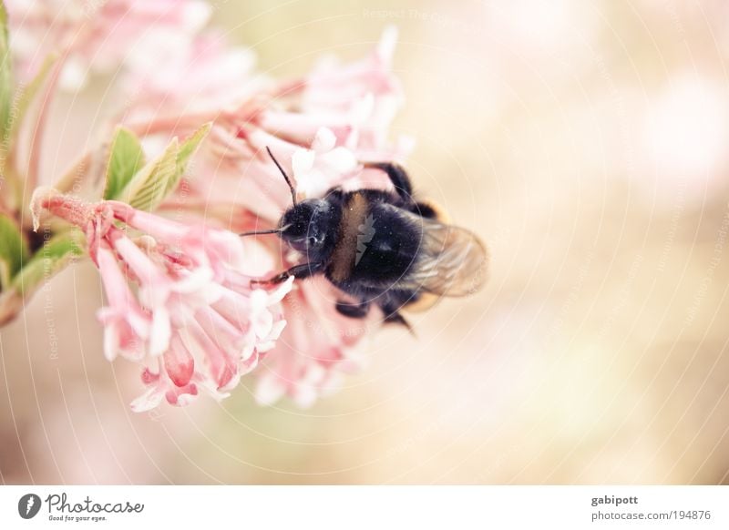 true romance Umwelt Natur Landschaft Pflanze Tier Frühling Sommer Sträucher Blatt Blüte Wildpflanze Nutztier Hummel Biene 1 Blühend Duft Lebensfreude