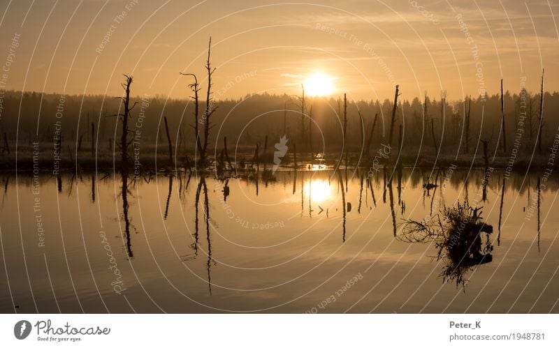 Schwenninger Moos Ferien & Urlaub & Reisen Tourismus Ausflug Freiheit Sightseeing Winter Natur Landschaft Pflanze Wasser Himmel Wolken Sonne Sonnenaufgang