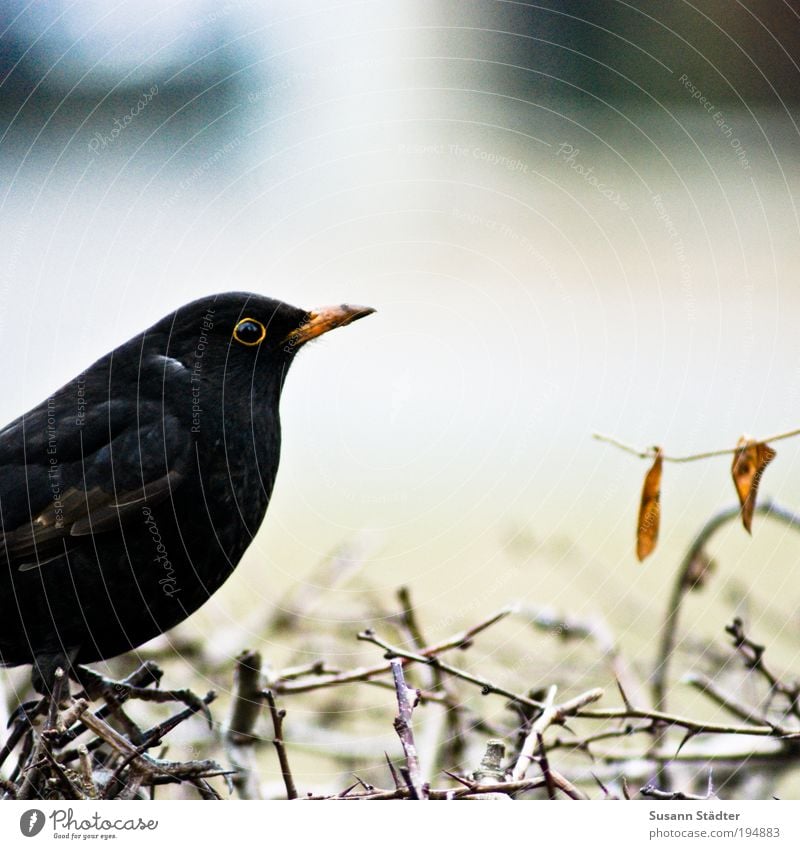 Amsel Frühling Pflanze Sträucher Garten Park Wiese Wildtier Vogel Tiergesicht Flügel Fell 1 hören schwarz Blatt Unschärfe warten geduldig Schüchternheit