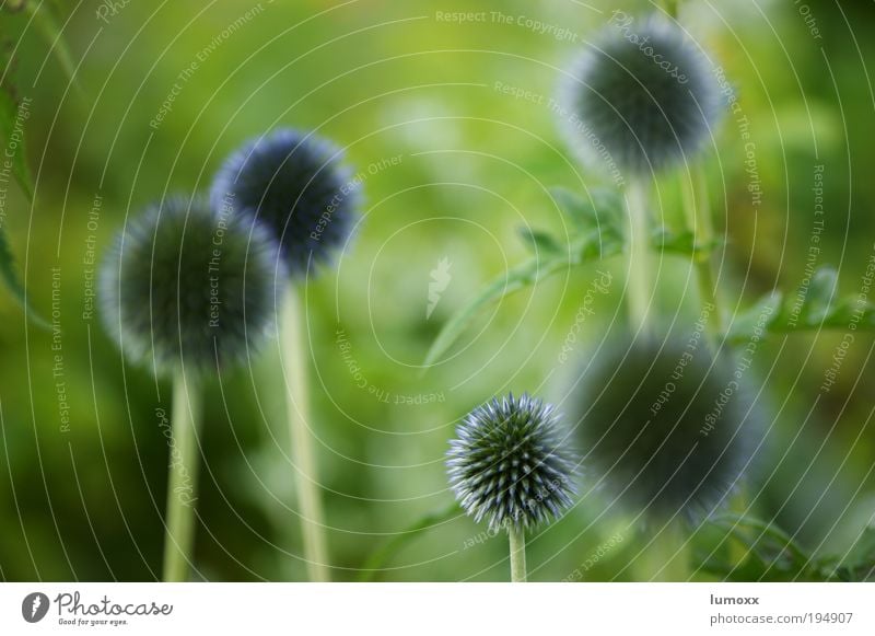 planet of the bees Umwelt Natur Pflanze Erde Frühling Sommer Blume Gras Blatt Blüte Grünpflanze blau grün violett Frühlingsgefühle Farbfoto mehrfarbig