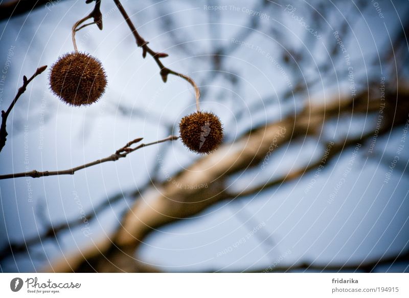 baumschmuck Urelemente Luft Himmel Frühling Schönes Wetter Baum Ast Blütenknospen Kugel wählen berühren Bewegung drehen fangen hängen schaukeln tragen träumen