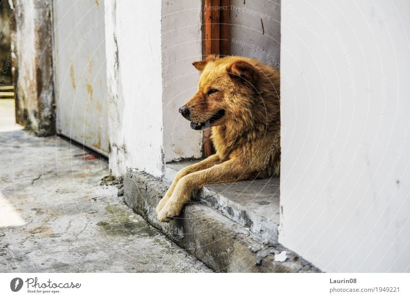 The street dog Umwelt Natur Tier Frühling Sommer Schönes Wetter He Bao Dao China Asien Dorf Fischerdorf bevölkert Hütte Mauer Wand Haustier Hund Tiergesicht