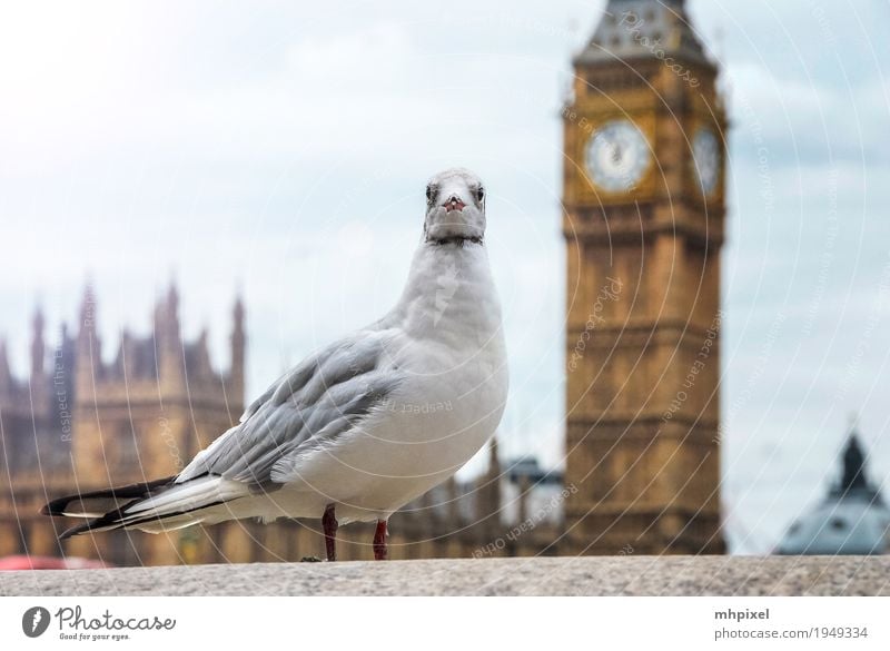 Möve am Big Ben Ferien & Urlaub & Reisen Tourismus Ausflug Städtereise London England Europa Stadt Hauptstadt Hafenstadt Stadtzentrum Palast Turm Bauwerk