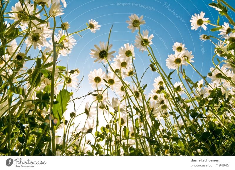 mal wieder in der Sonne liegen !! Ferien & Urlaub & Reisen Sommer Sommerurlaub Sonnenbad Pflanze Himmel Wolkenloser Himmel Frühling Klima Schönes Wetter Gras