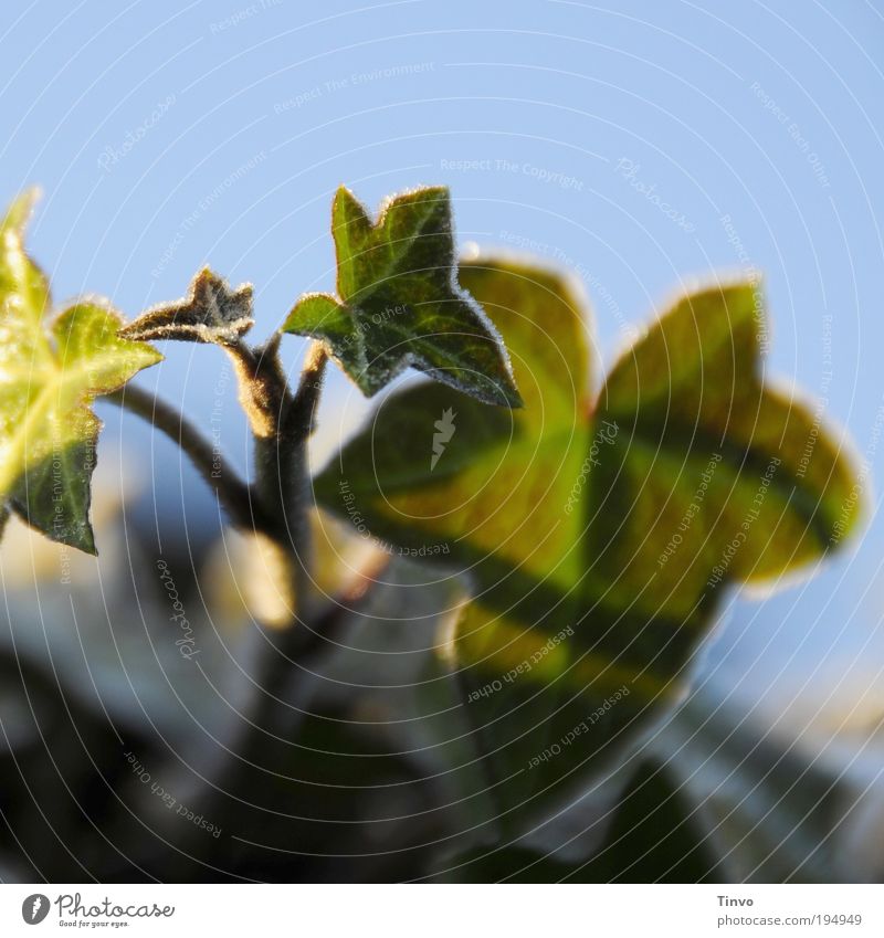 Photosynthese Natur Pflanze Wolkenloser Himmel Schönes Wetter Eis Frost Efeu Grünpflanze Wildpflanze blau grün Wachstum Winter Kletterpflanzen überwintern