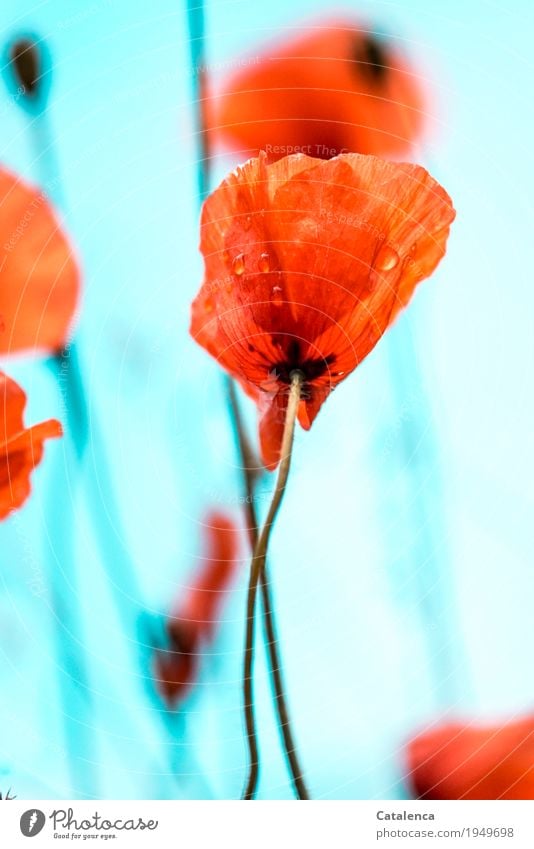 Verregneter Montag, nasser Klatschmohn vor Türkisen Hintergrund Natur Pflanze Wassertropfen Himmel Sommer schlechtes Wetter Regen Blüte Wiese Feld Blühend