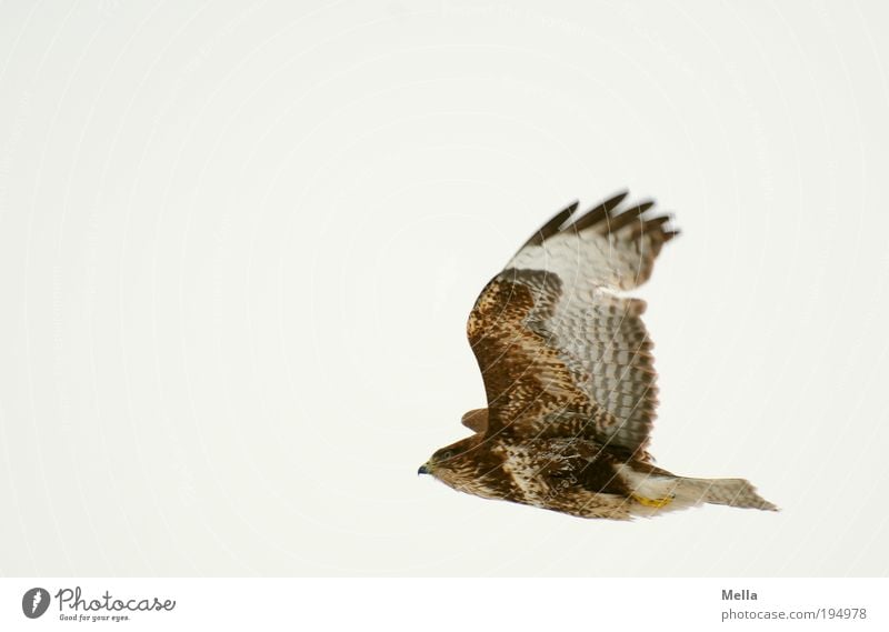 Der Dritte im Bunde Umwelt Natur Tier Luft Himmel Wildtier Vogel Flügel Mäusebussard 1 fliegen ästhetisch frei natürlich braun Stimmung Kraft Freiheit Leben