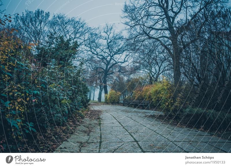 Düsterweg Umwelt Natur Landschaft Herbst schlechtes Wetter Nebel Pflanze Park kalt Traurigkeit Trauer Tod Müdigkeit Sehnsucht Fernweh Erschöpfung Frustration