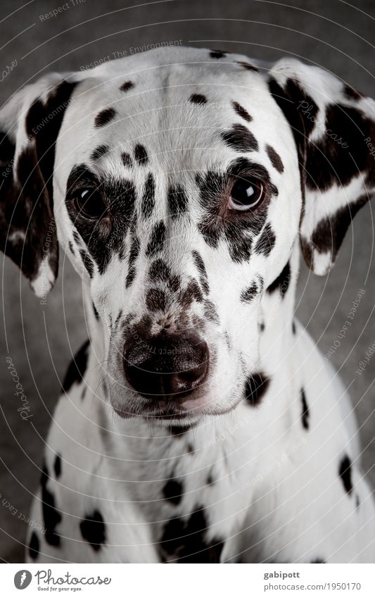 Süß - er Hundeblick :-) Tier Haustier Nutztier 1 Freundlichkeit glänzend Neugier weich schwarz weiß süß niedlich betteln unschuldig Tierliebe Farbfoto