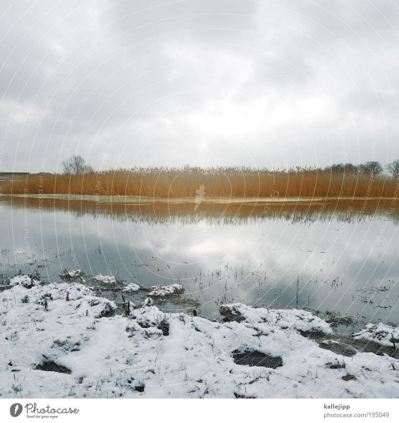 seebühne Umwelt Natur Landschaft Pflanze Tier Erde Luft Wasser Himmel Wolken Sonne Winter Eis Frost Schnee Baum Gras Sträucher Wiese Feld Seeufer Flussufer