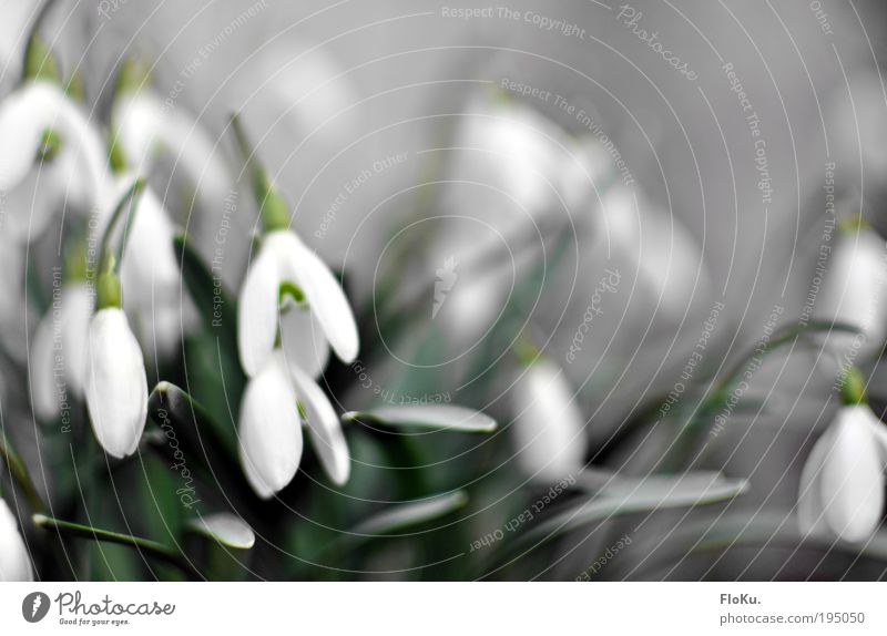 Schneeglöckchen Umwelt Natur Pflanze Frühling Blume Blatt Blüte ästhetisch frisch schön klein positiv grün weiß Glück Lebensfreude Frühlingsgefühle Vorfreude