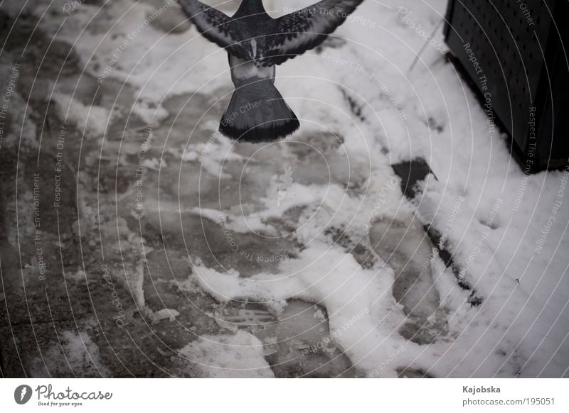 Running away Luft Winter Schnee Stadt Fußweg Spuren Tier Vogel Taube fliegen gehen frei Geschwindigkeit wild blau schwarz silber weiß Fernweh Einsamkeit Angst