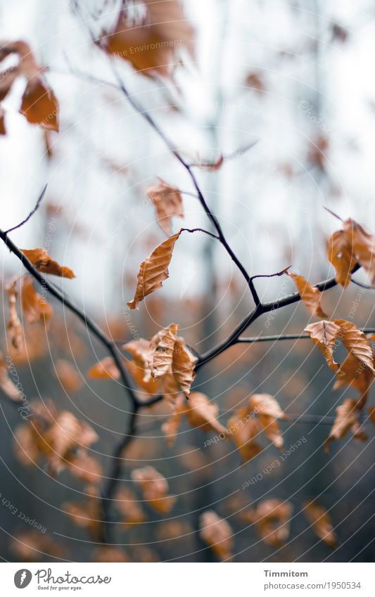 Herbstlich (1/2). Umwelt Natur Pflanze Winter Baum Buche Wald ästhetisch natürlich trocken braun schwarz Vergänglichkeit Ast Blatt Herbstlaub Farbfoto