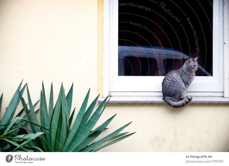 Waiting for a friend Pflanze Kaktus Grünpflanze Topfpflanze exotisch Palme Haus Mauer Wand Fenster Tier Haustier Katze Tigerfellmuster 1 Stein Glas hocken Blick