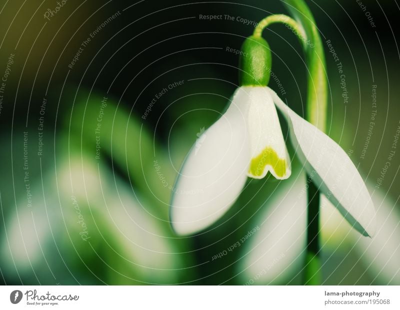 Kopf hoch - Schneeglöckchen Natur Pflanze Frühling Schönes Wetter Blume Blüte frisch grün weiß Frühlingsblume Jahreszeiten zart Farbfoto Außenaufnahme