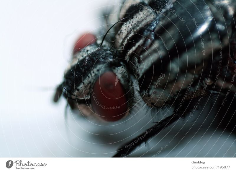 Fly II Tier Haustier Fliege Flügel Fell 1 bedrohlich dunkel Ekel frech frei hässlich klein nah blau Borsten Tierhaut Beine Farbfoto Nahaufnahme Detailaufnahme