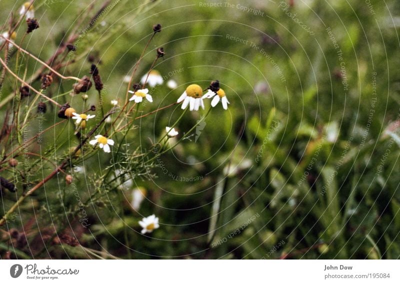 Im Moor Natur schlechtes Wetter Pflanze Blume Gras Sträucher nass trist grün bescheiden Verzweiflung Ende Endzeitstimmung Verfall Vergänglichkeit Unwetter