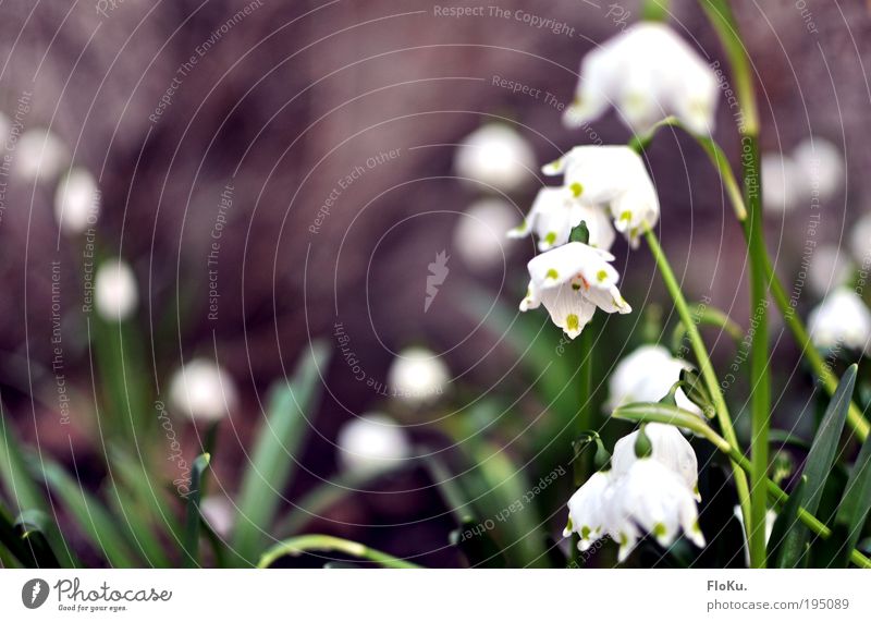 Märzbecher Umwelt Natur Pflanze Frühling Blume Blatt Blüte schön grün weiß Glück Fröhlichkeit Frühlingsgefühle Vorfreude Märzenbecher Frühlingsblume