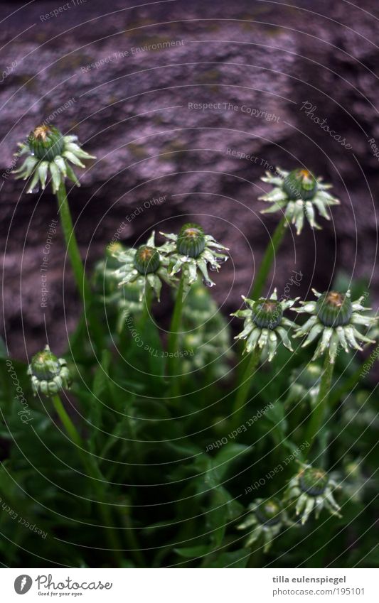 Mauerblümchen Umwelt Pflanze schlechtes Wetter Blume Gras Grünpflanze Wachstum schön natürlich wild blau grün Frühlingsgefühle Farbe Natur Löwenzahn Straßenrand