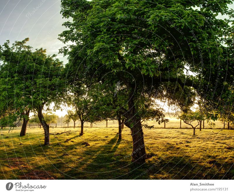 alter obstgarten Natur Landschaft Baum Garten gelb grün Obstgarten Apfelbaum Obstbaum Morgendämmerung HDR Gegenlicht Schatten Sommer Farbfoto Licht