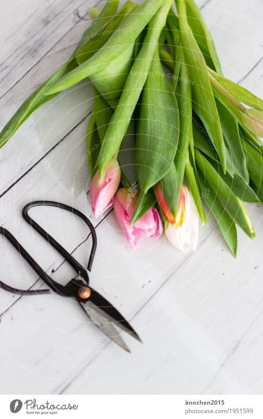 Hallo Frühling Pflanze hell Tulpe Blume Blumenstrauß Freundlichkeit Innenaufnahme Geschenk Liebe Freundschaft Muttertag schenken rosa orange rot grün Natur