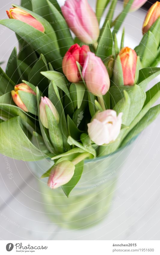 Tulpenstrauß II Pflanze hell Blume Blumenstrauß Frühling Freundlichkeit Innenaufnahme Geschenk Liebe Freundschaft Muttertag schenken rosa orange rot grün Natur