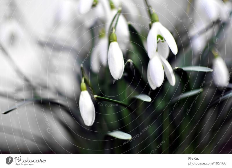 Schneeglöckchen II Umwelt Natur Pflanze Frühling Blume Blatt Blüte ästhetisch schön kalt natürlich grau grün weiß Frühlingsgefühle Vorfreude Frühlingsblume